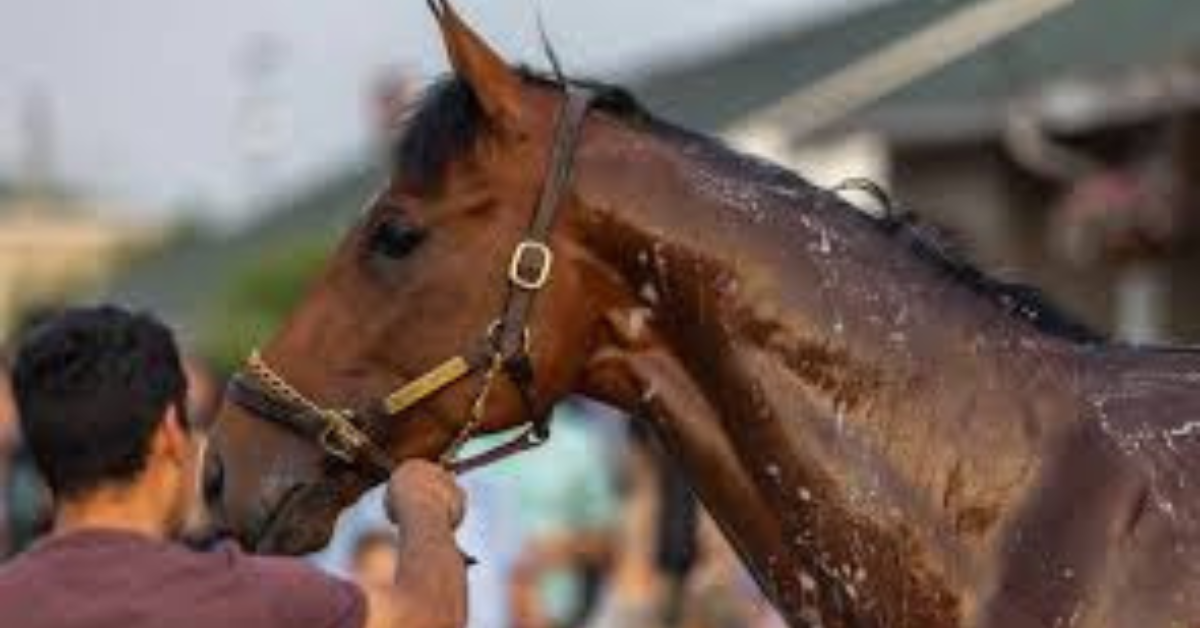 2025 Kentucky Derby horses
